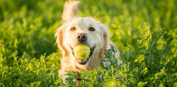 animal equipment- aces