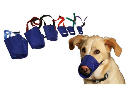 several blue nylon muzzles with colored straps with dog pictured wearing one said muzzle