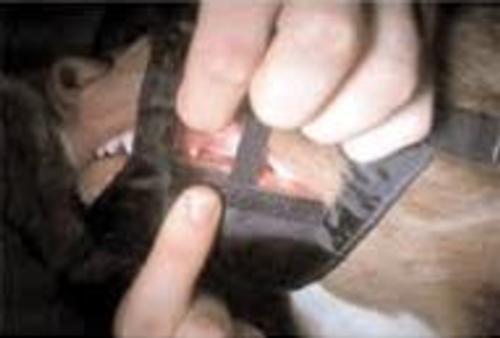 c muzzle demonstration on dog